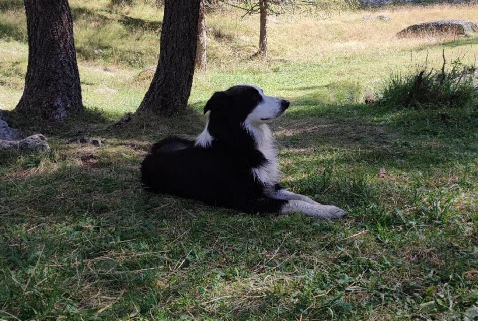 Vermisstmeldung Hund  Männliche , 3 jahre Notre-Dame-des-Landes Frankreich