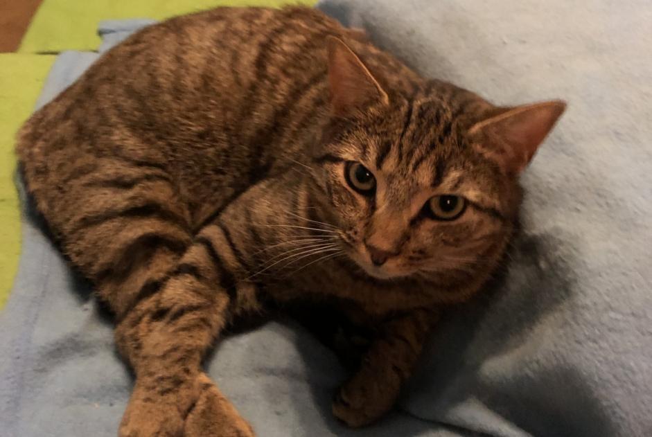 Vermisstmeldung Katze  Männliche , 3 jahre Tournes Frankreich