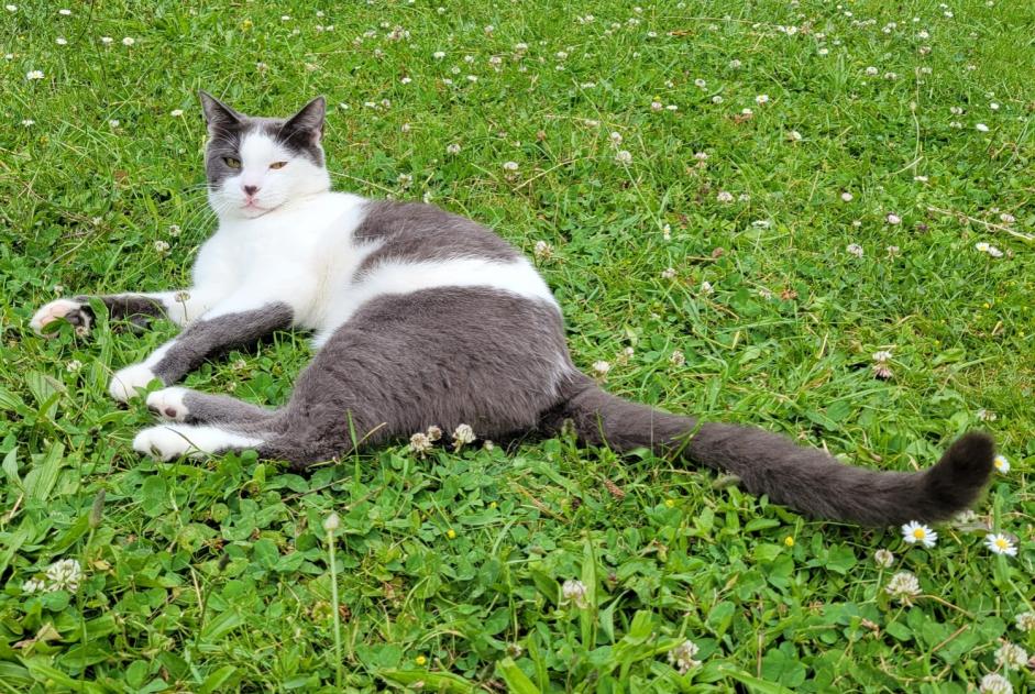 Vermisstmeldung Katze Männliche , 1 jahre Nantes Frankreich