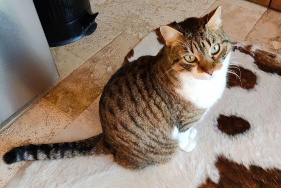 Disappearance alert Cat  Male , 4 years Saint-Pons-de-Mauchiens France