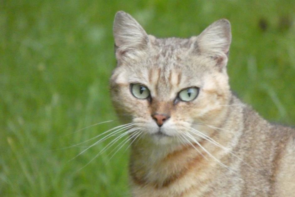 Disappearance alert Cat  Female , 2 years Ceton France