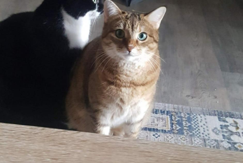 Alerta de Desaparición Gato  Hembra , 2 años Ballancourt-sur-Essonne Francia