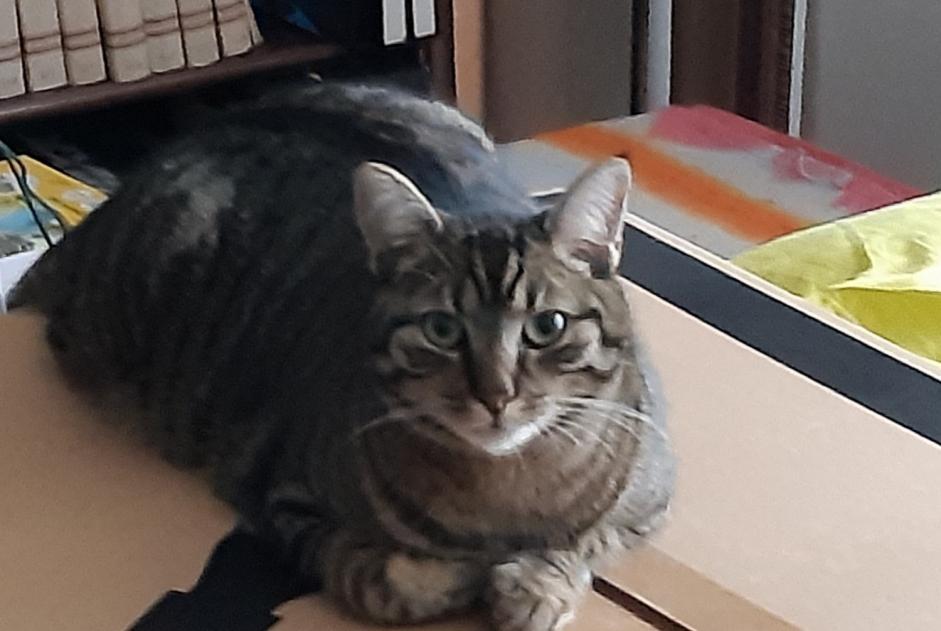 Alerta de Desaparición Gato Macho , 3 años Saint-Vincent-des-Landes Francia