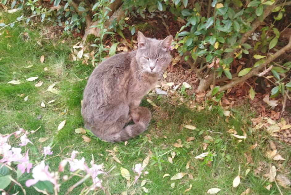 Alerta de Hallazgo Gato Desconocido Saint-Martin-Boulogne Francia