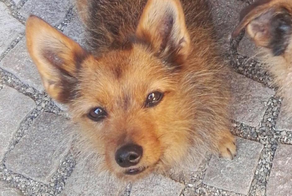 Alerta de Desaparición Perro cruce Hembra , 17 años Kunheim Francia