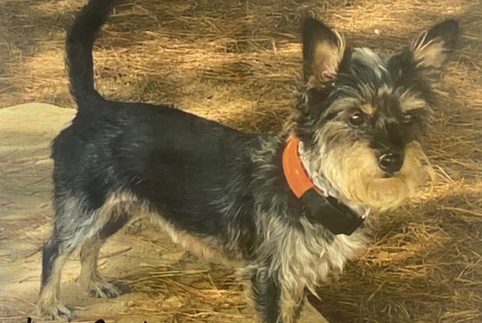 Alerta de Desaparición Perro  Hembra , 8 años Saint-Mars-de-Coutais Francia