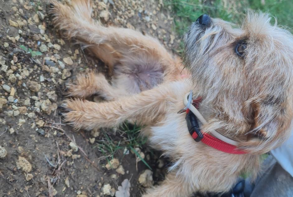 Alerta de Hallazgo Perro cruce Desconocido Artignosc-sur-Verdon Francia