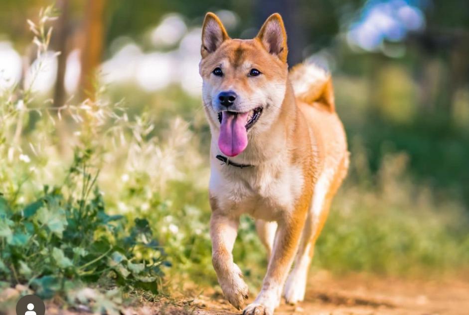 Alerte Disparition Chien  Femelle , 3 ans Bordeaux France