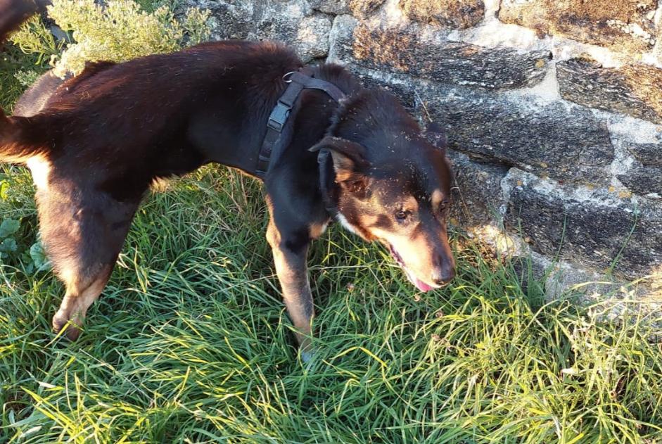 Alerte Découverte Chien croisement Mâle Saint-Nazaire France