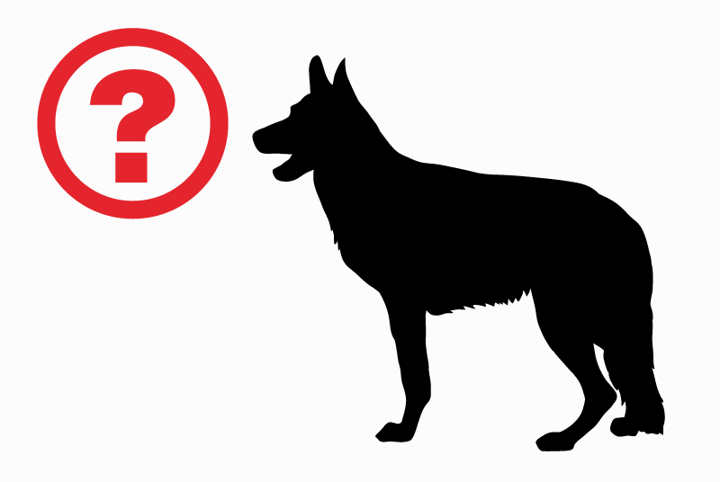 Fundmeldung Hond kräizung Männlech Servance-Miellin France