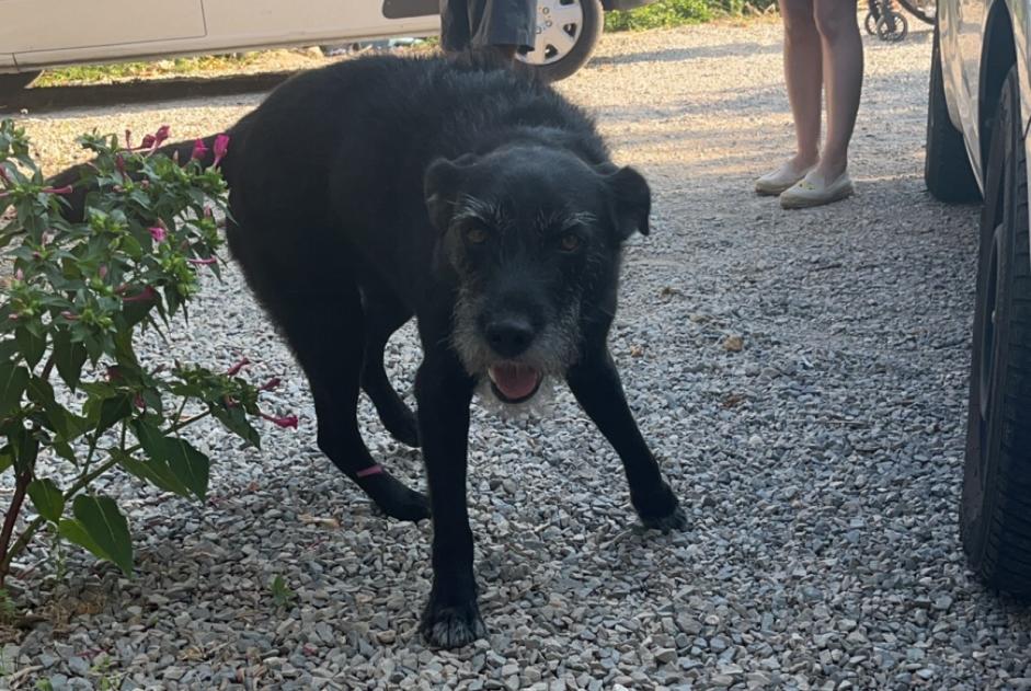 Avviso scomparsa Cane incrocio di razze Maschio , 7 anni Viols-le-Fort Francia