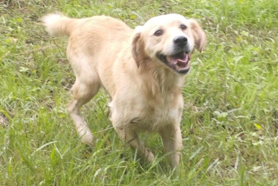 Avviso Ritrovamento Cane  Maschio Aiguillon Francia