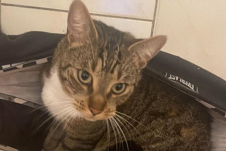 Alerta desaparecimento Gato cruzamento Macho , 4 anos Denain France