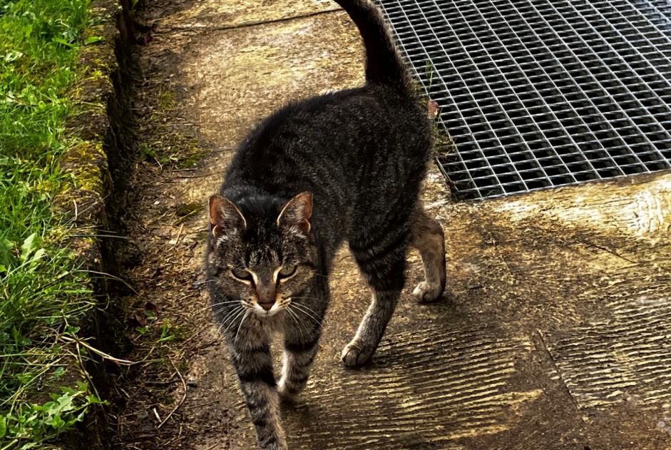 Alerta descoberta Gato  Fêmea Pluvigner France